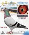 图片暂时未上传