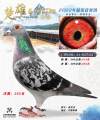 图片暂时未上传