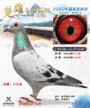 图片暂时未上传