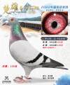 图片暂时未上传