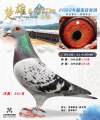 图片暂时未上传