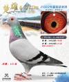 图片暂时未上传