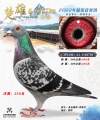 图片暂时未上传