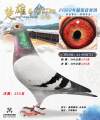图片暂时未上传