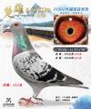 图片暂时未上传