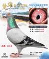 图片暂时未上传