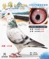 图片暂时未上传