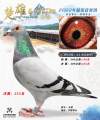 图片暂时未上传