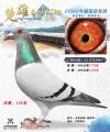 图片暂时未上传
