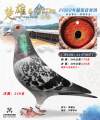 图片暂时未上传
