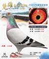 图片暂时未上传