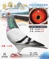图片暂时未上传