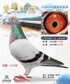 图片暂时未上传