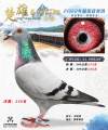 图片暂时未上传