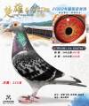 图片暂时未上传