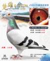 图片暂时未上传