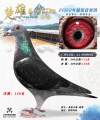 图片暂时未上传