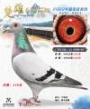 图片暂时未上传