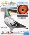 图片暂时未上传