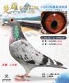 图片暂时未上传