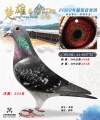 图片暂时未上传