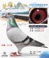 图片暂时未上传