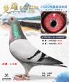 图片暂时未上传