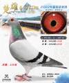 图片暂时未上传