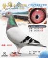 图片暂时未上传