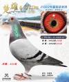 图片暂时未上传