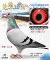 图片暂时未上传