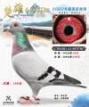 图片暂时未上传