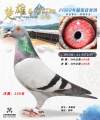 图片暂时未上传