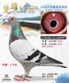 图片暂时未上传