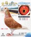 图片暂时未上传