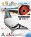 图片暂时未上传