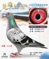 图片暂时未上传