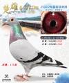图片暂时未上传