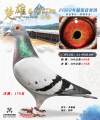 图片暂时未上传