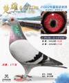 图片暂时未上传