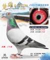 图片暂时未上传