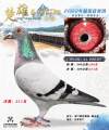图片暂时未上传