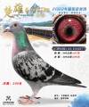 图片暂时未上传