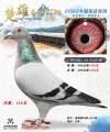 图片暂时未上传