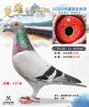 图片暂时未上传
