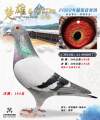 图片暂时未上传