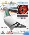 图片暂时未上传