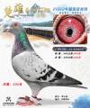 图片暂时未上传
