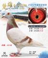 图片暂时未上传