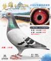 图片暂时未上传